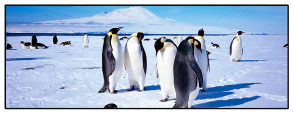 Penguins in front of Mount Erebus