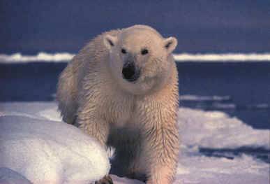 Polar bear - Ursus maritimus