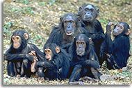 Chimpanzee Family