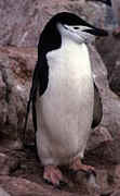  Chinstrap Penguin