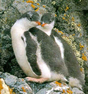 Gentoo Penguin