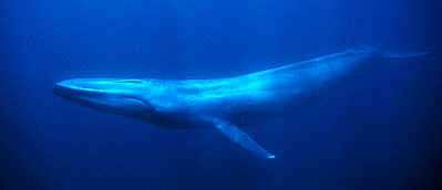 Blue Whale