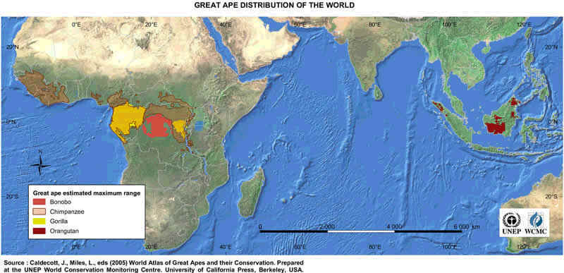 Great Ape Distribution Map