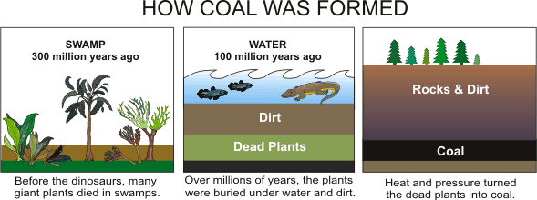How Coal Was Formed