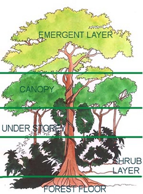 Layers Of A Rainforest