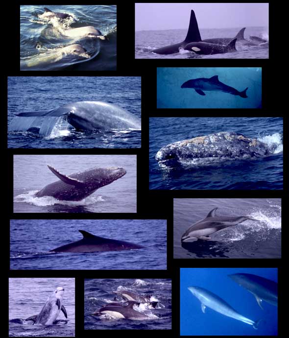 Cetaceans