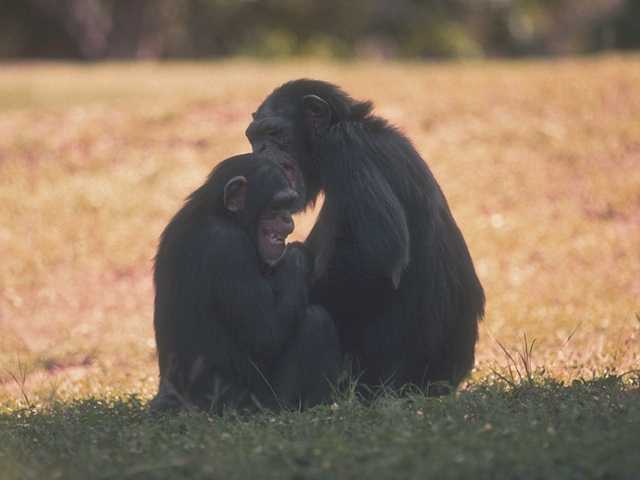 Chimpanzees