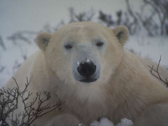 polar bear closeup