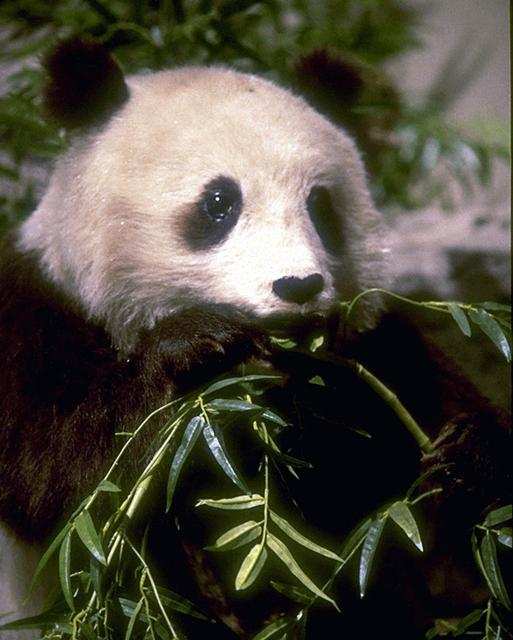 panda eating bamboo