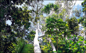 rainforest canopy layer