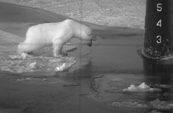 polar bear submarine