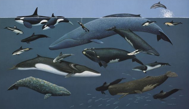 Cetaceans