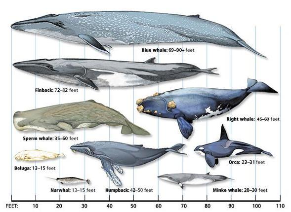 Cetaceans