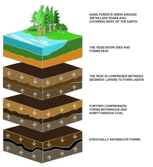 How Coal Was Formed