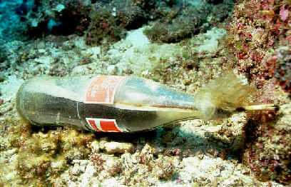 coral reef Fishing with explosives or cyanide-