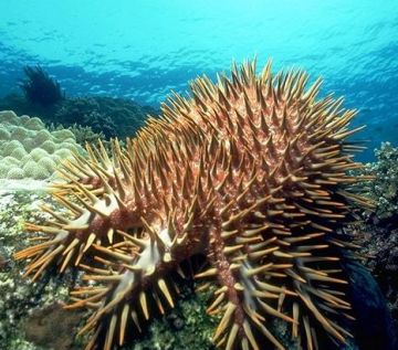 crown-of-thorns starfish