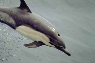 Common Dolphin