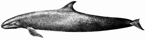 false killer whale