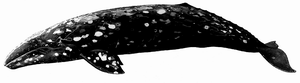Gray whale