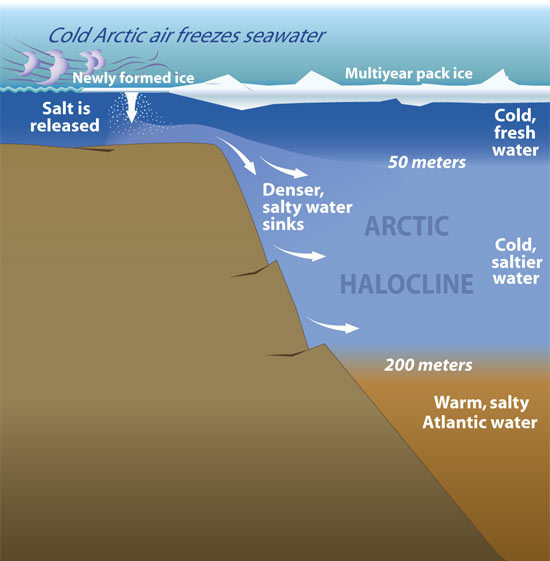 THE ARCTIC HALOCLIINE