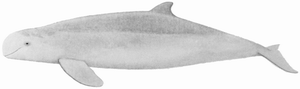 Irrawaddy dolphin