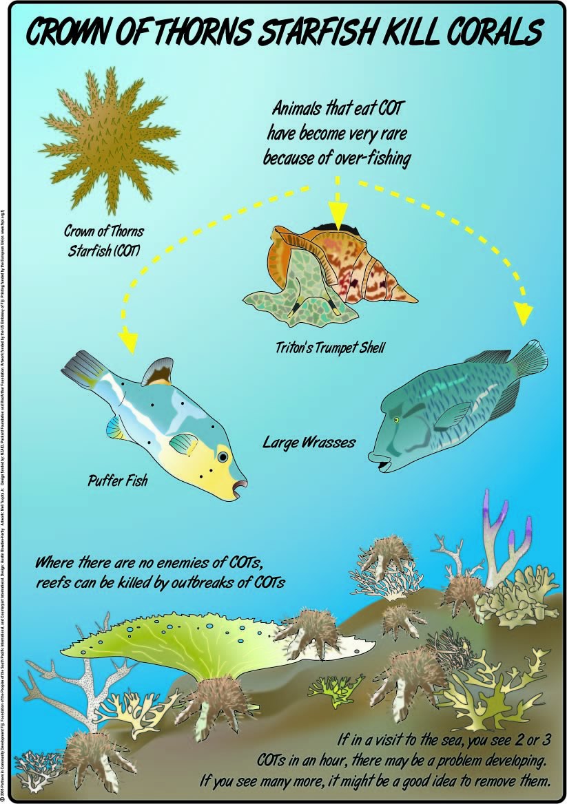 crown-of-thorns starfish
