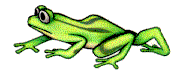 Frog Metamorphosis Animated
