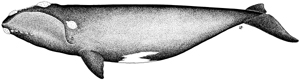 Northern right whale