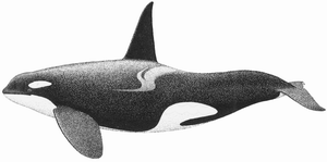  killer whale (orca)