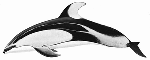Pacific whitesided dolphin