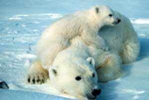 Polar bear with cub