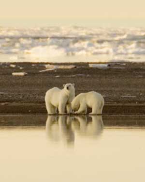 Polar bear - Ursus maritimus