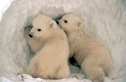 Polar bear cubs