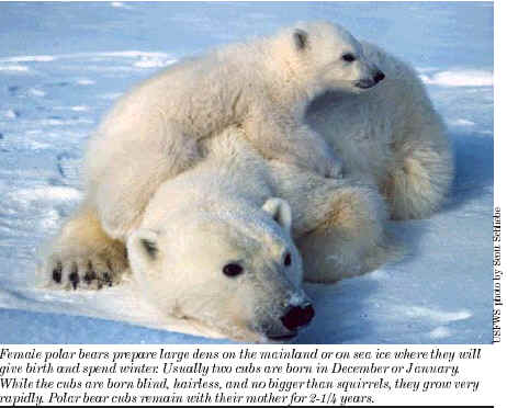 Polar bear mother cub