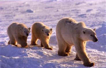 Polar bear cubs