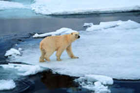 polar bear ice berg