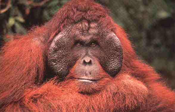 Orangutan