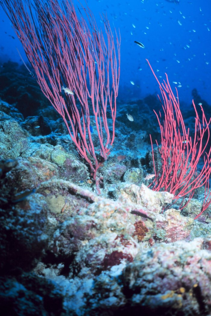 Coral reef Tarawa, Kiribati