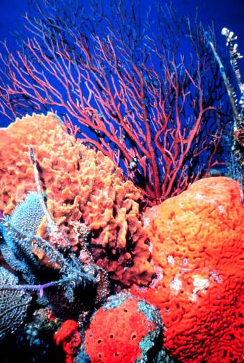 Florida Keys coral reef