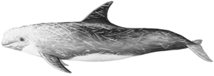 Risso's dolphin