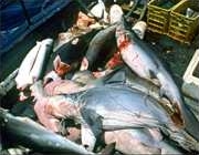 shark_finning_dead_sharks5