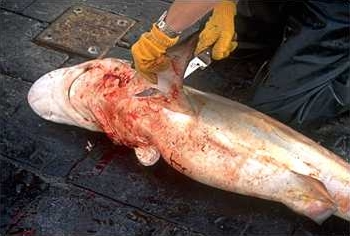 shark_finning_sharks_fin_being_cut_off