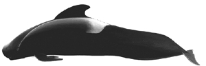 shortfinned pilot whale