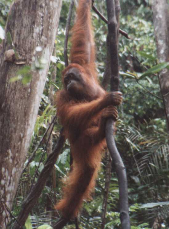 Orangutan Swinging Through The Jungle