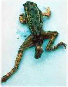 Deformed Frog