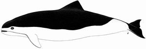spectacled porpoise