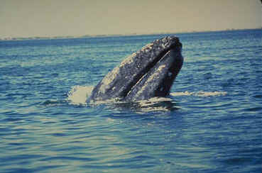  Gray Whale