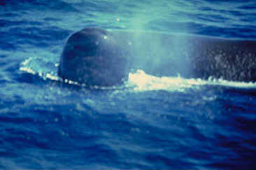 Close-Up of a Sperm Whale