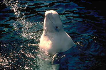 Beluga Whale Spyhopping