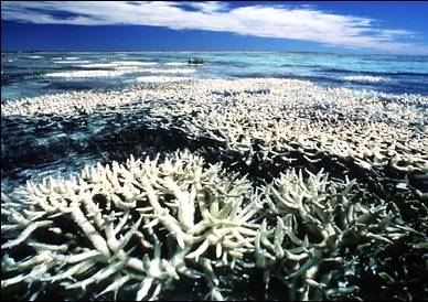 The effects of bleaching can be seen already in sections of the Great Barrier Reef